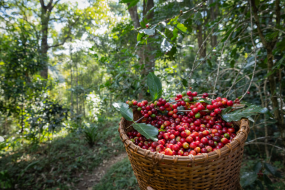 Coffee Farm