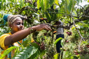 Workers Harvesting Coffee